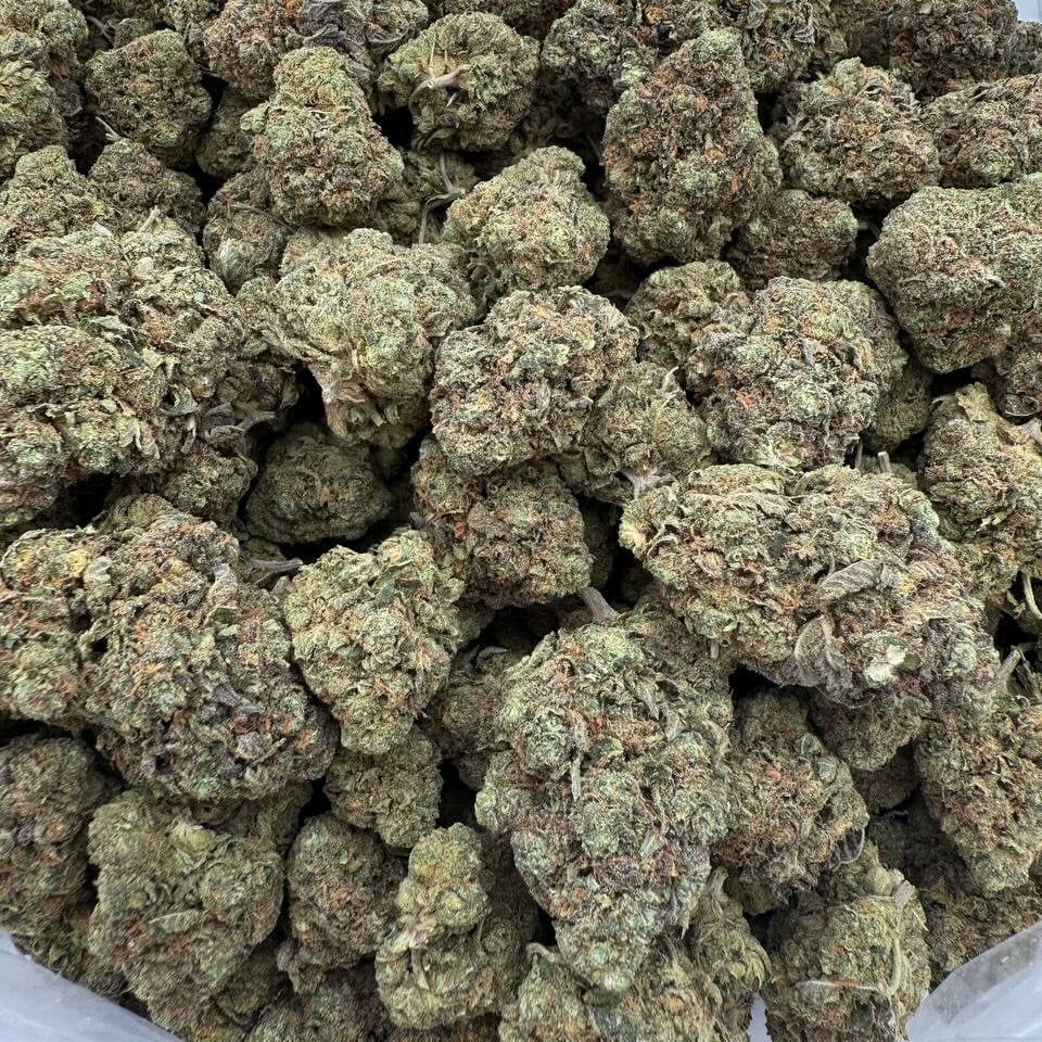 Gelato 41