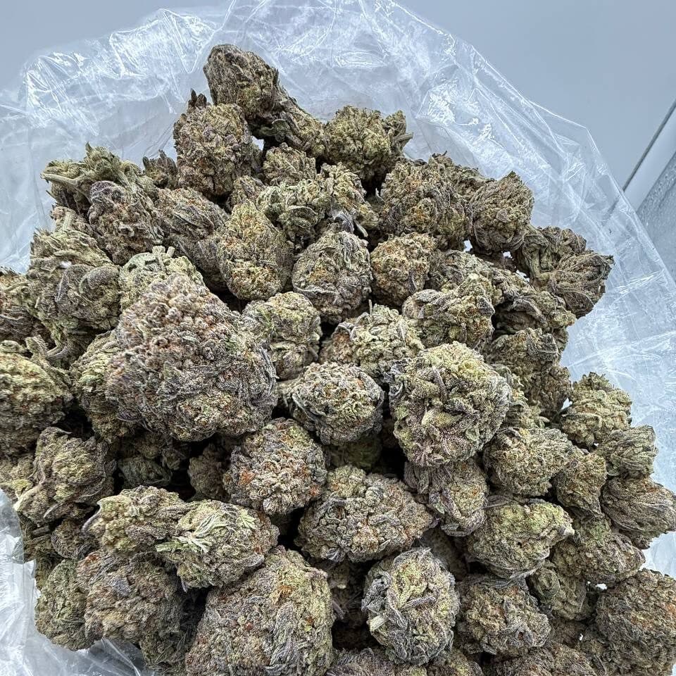 King Gelato